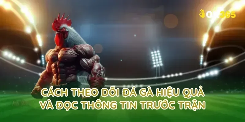 Cách theo dõi đá gà hiệu quả và đọc thông tin trước trận