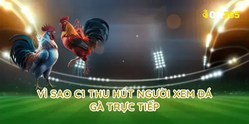 Vì sao c1 thu hút người xem đá gà trực tiếp