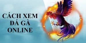 Cách Xem Đá Gà Online Tại Hệ Thống Cá Cược Của OK365